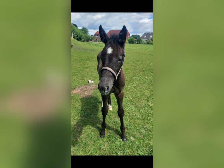 Holstein Mare  Black in Wester-Ohrstedt