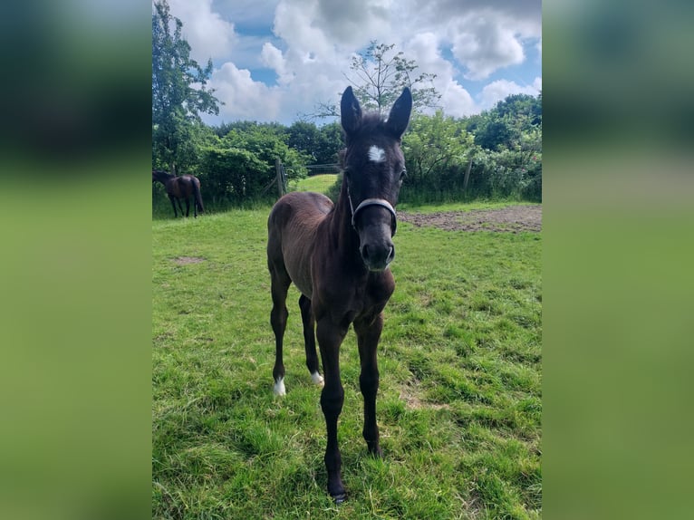 Holstein Mare  Black in Wester-Ohrstedt