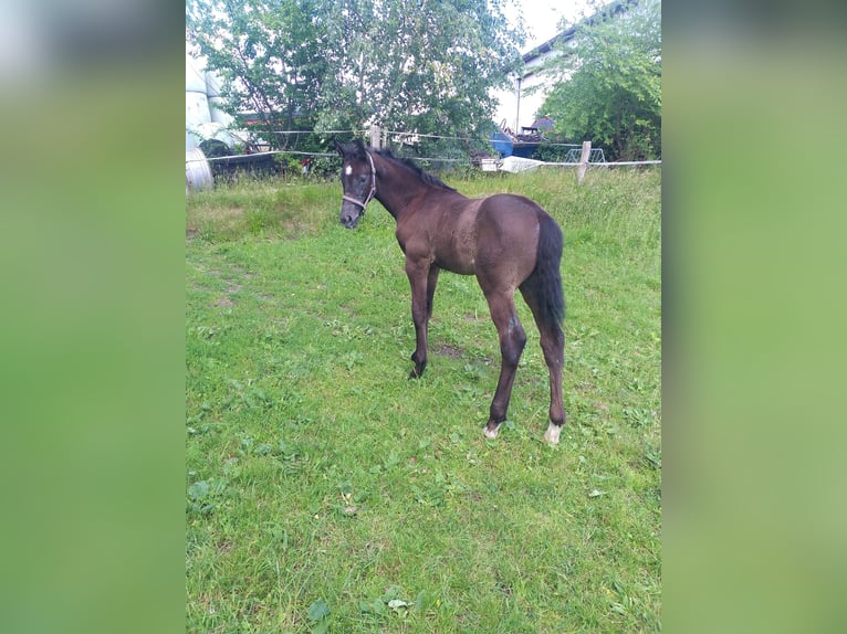 Holstein Mare  Black in Wester-Ohrstedt
