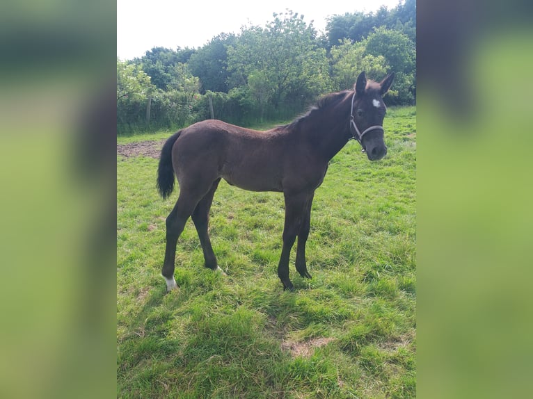 Holstein Mare  Black in Wester-Ohrstedt