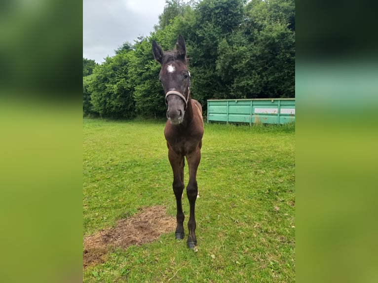 Holstein Mare  Black in Wester-Ohrstedt