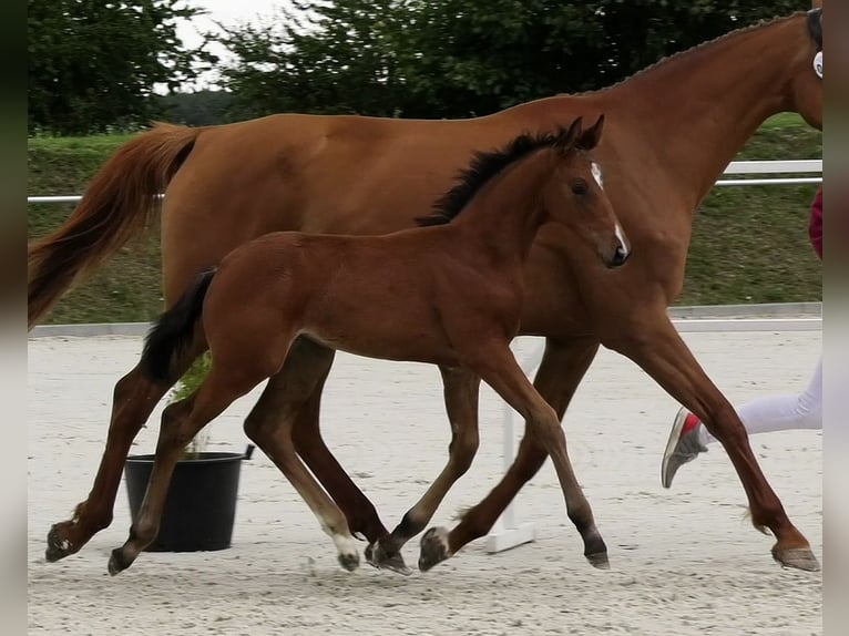 Holstein Mare Foal (06/2025) Brown in Calau