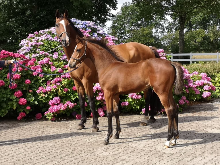 Holstein Mare  Brown in Drelsdorf