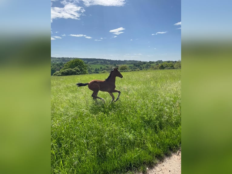 Holstein Mare  Brown in Bretten