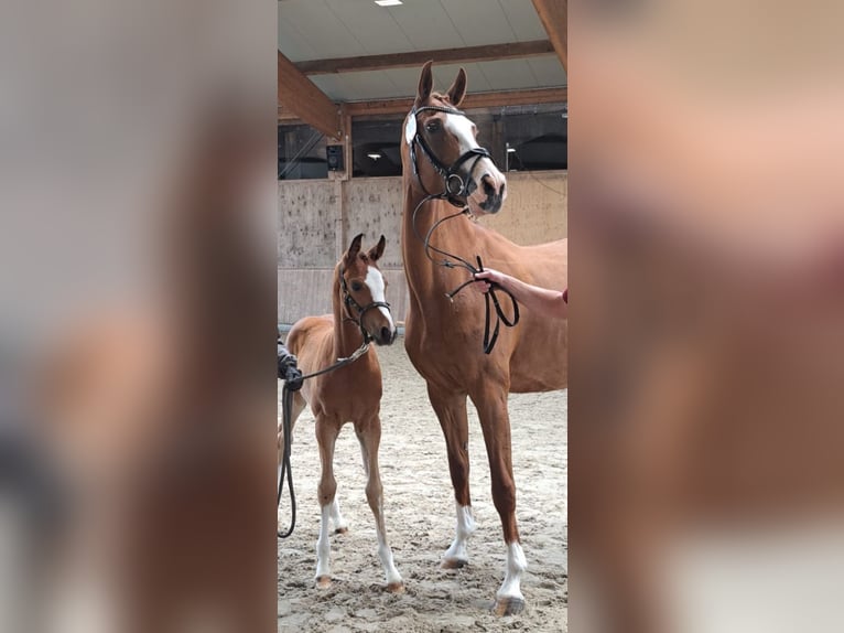 Holstein Mare Foal (05/2024) Brown in Schafflund