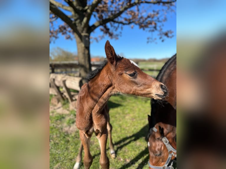 Holstein Mare Foal (04/2025) Brown in Reesdorf