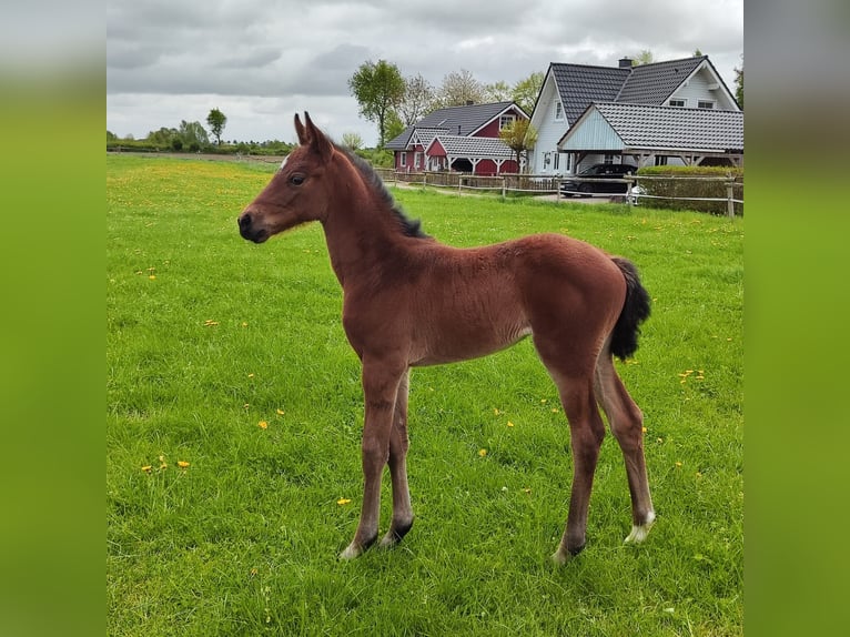 Holstein Mare Foal (04/2025) Brown in Reesdorf