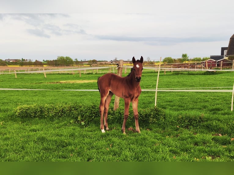 Holstein Mare Foal (04/2025) Brown in Reesdorf