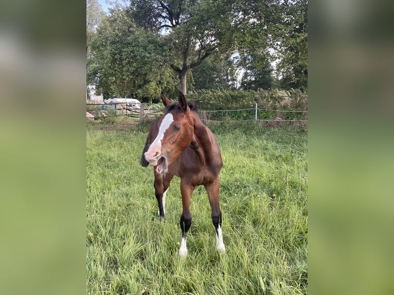 Holstein Mare Foal (03/2026) Brown in Bredenbek