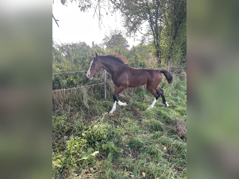 Holstein Mare Foal (03/2026) Brown in Bredenbek