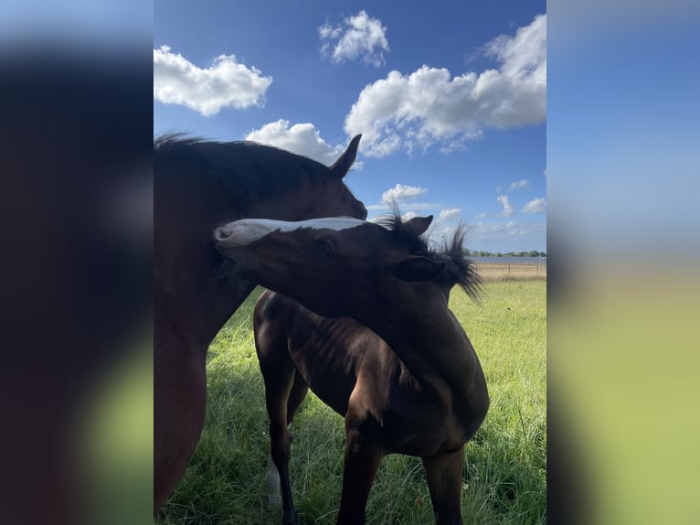 Holstein Mare Foal (03/2026) Brown in Bredenbek