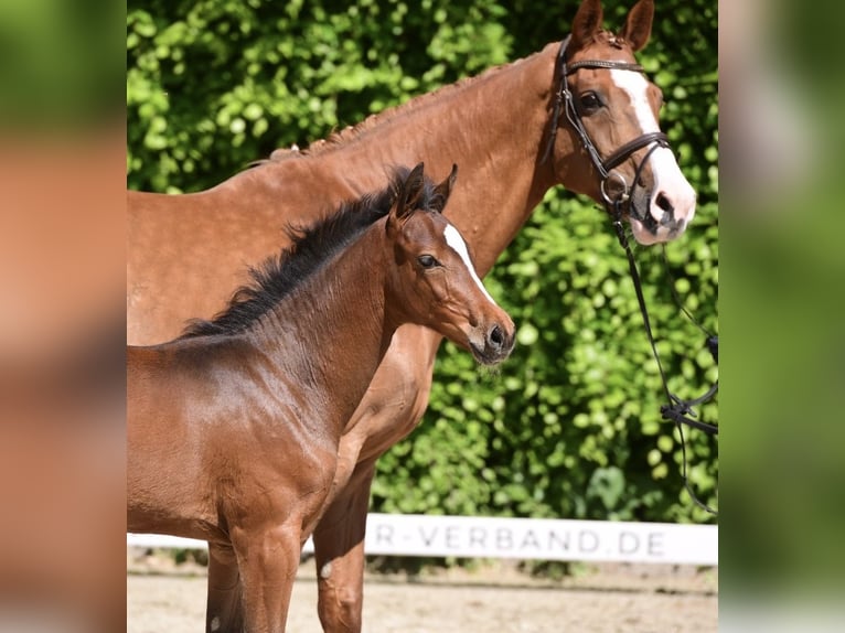 Holstein Mare Foal (02/2024) Brown in Osdorf