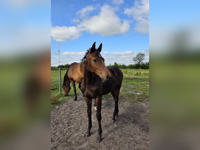 Holstein Mare  Brown in Ladelund
