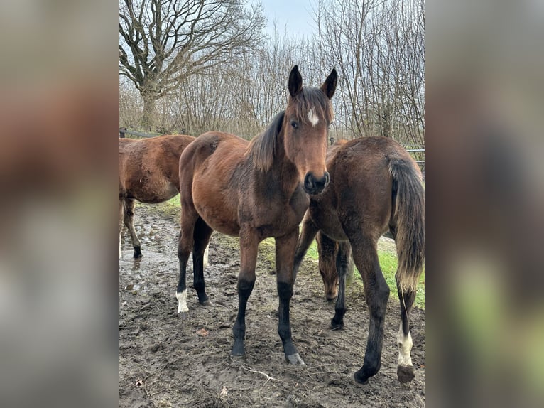 Holstein Mare Foal (05/2025) Brown in L&#xFC;beck