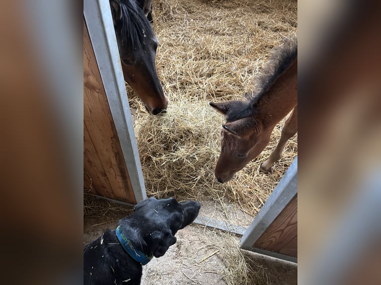 Holstein Mare Foal (03/2023) Brown in Westerhorn