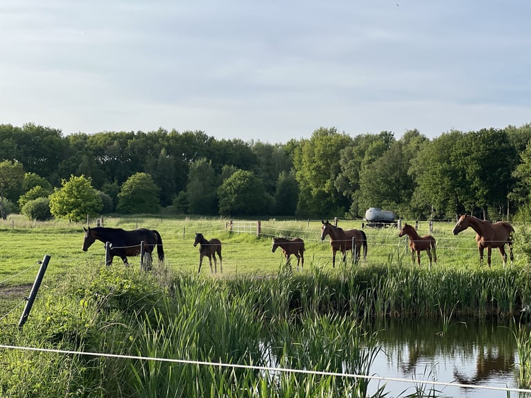 Holstein Mare Foal (03/2023) Brown in Westerhorn