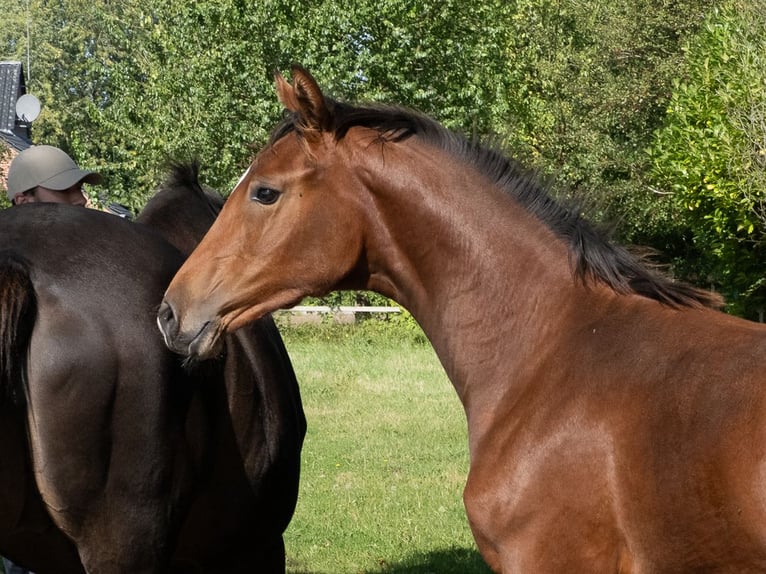 Holstein Mare Foal (04/2025) Brown in Brekendorf