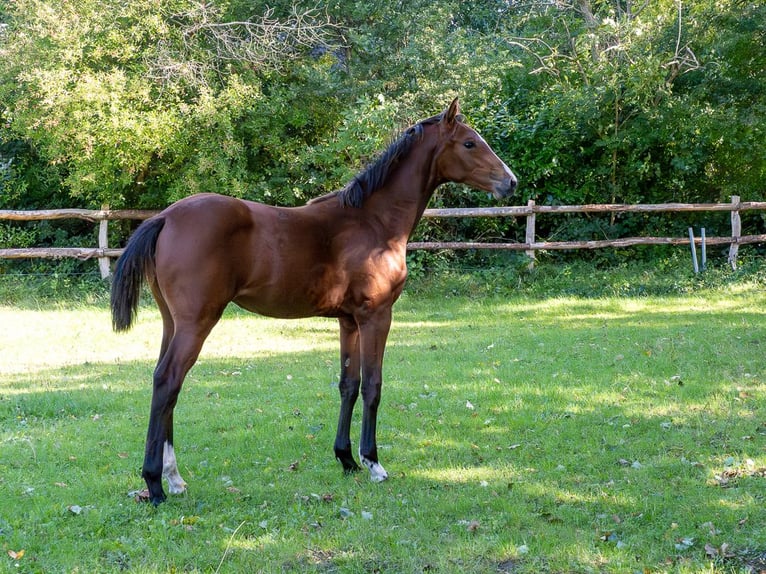 Holstein Mare Foal (04/2025) Brown in Brekendorf