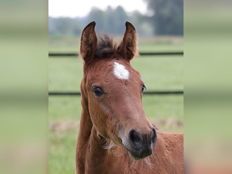 Holstein Mare Foal (04/2025) Brown in Dorsten