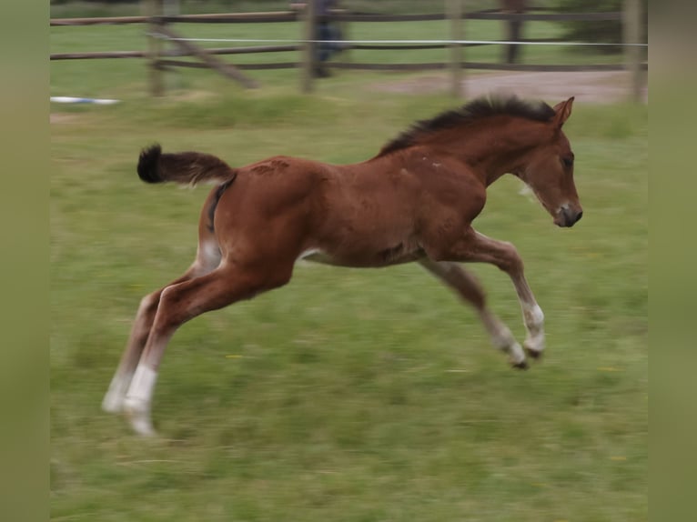 Holstein Mare Foal (04/2025) Brown in Dorsten