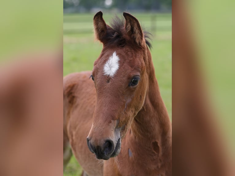 Holstein Mare Foal (04/2025) Brown in Dorsten