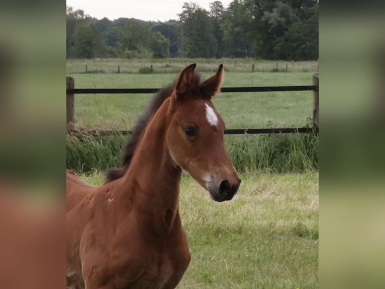 Holstein Mare Foal (04/2025) Brown in Dorsten