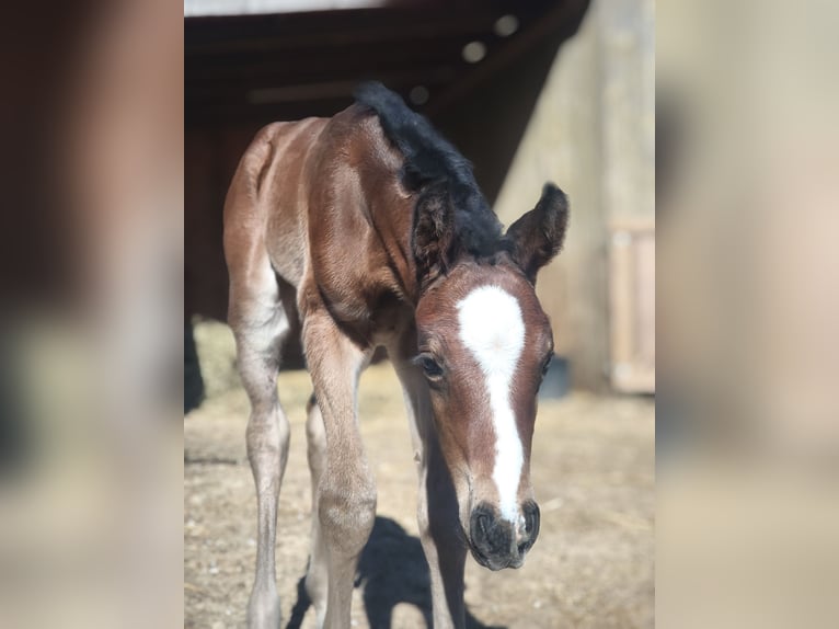 Holstein Mare Foal (04/2026) Brown in Göhl