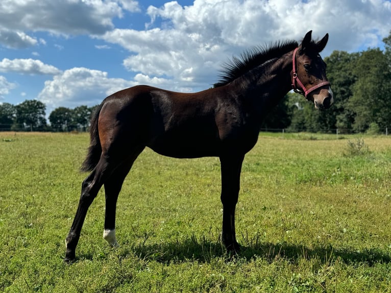 Holstein Mare  Brown in Lüdersburg