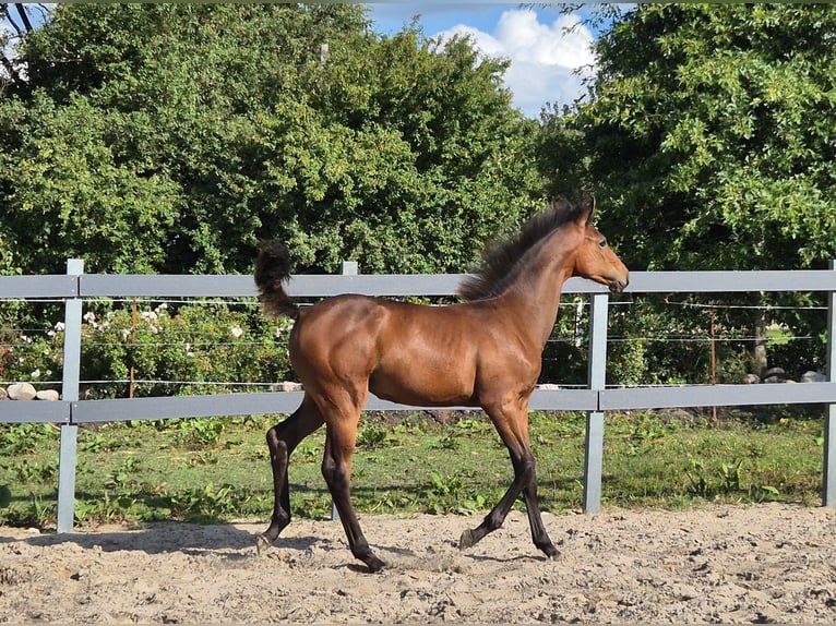 Holstein Mare Foal (04/2025) Brown in Wester-Ohrstedt