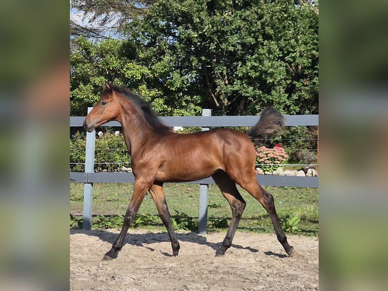 Holstein Mare Foal (04/2025) Brown in Wester-Ohrstedt