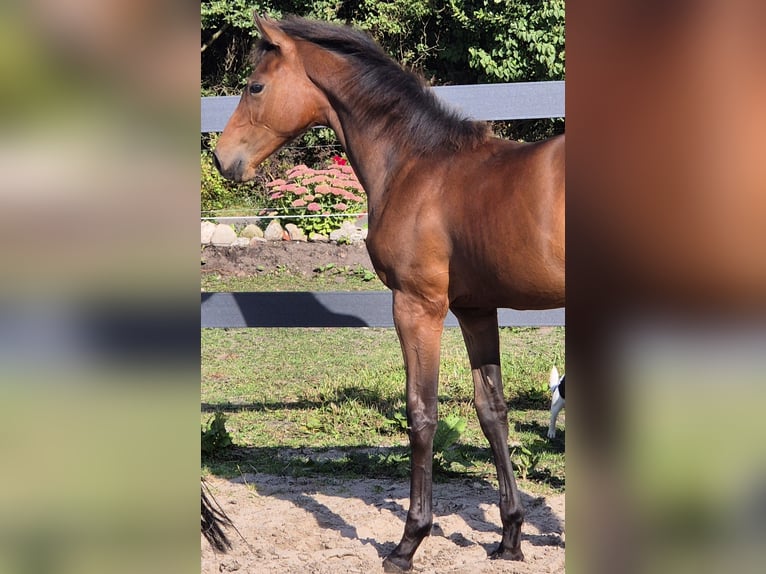 Holstein Mare Foal (04/2025) Brown in Wester-Ohrstedt