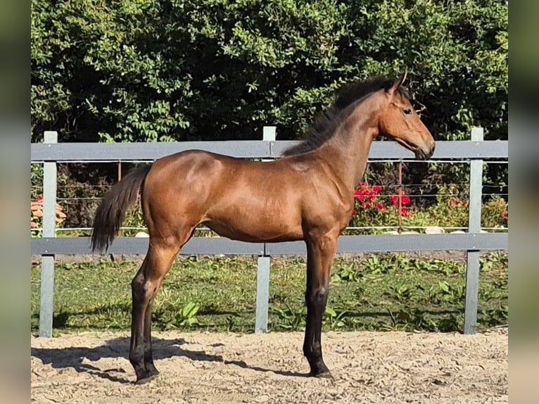 Holstein Mare Foal (04/2025) Brown in Wester-Ohrstedt