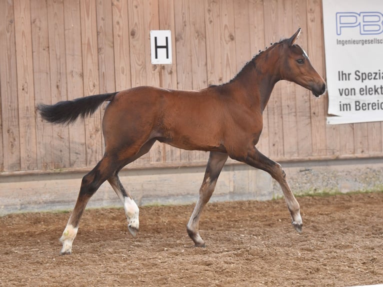 Holstein Mare Foal (04/2024) Brown in Münsterhausen