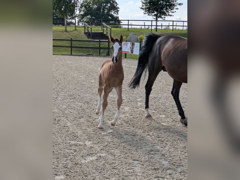 Holstein Mare Foal (01/2025) Brown in Wangels