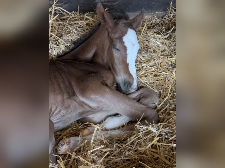 Holstein Mare Foal (01/2025) Brown in Wangels
