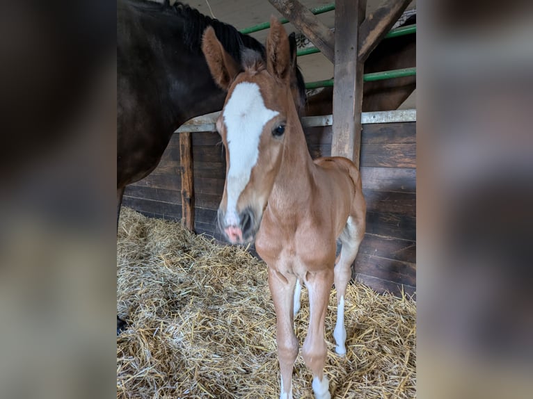 Holstein Mare Foal (01/2025) Brown in Wangels