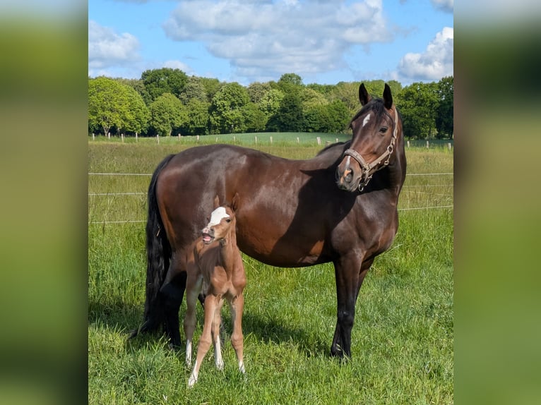 Holstein Mare Foal (01/2025) Brown in Wangels