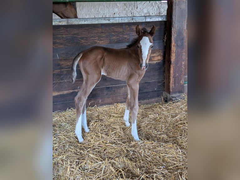 Holstein Mare Foal (01/2025) Brown in Wangels