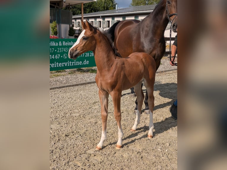 Holstein Mare Foal (01/2025) Brown in Wangels
