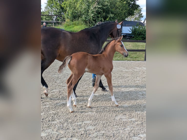 Holstein Mare Foal (01/2025) Brown in Wangels