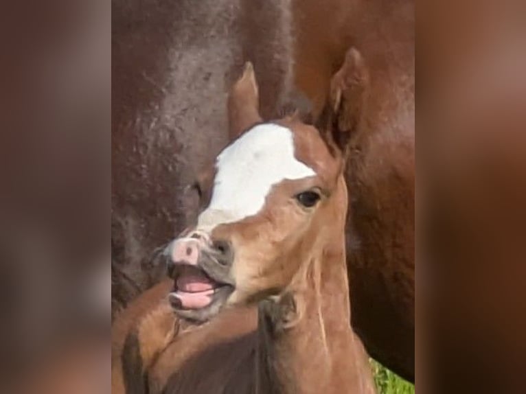 Holstein Mare Foal (01/2025) Brown in Wangels