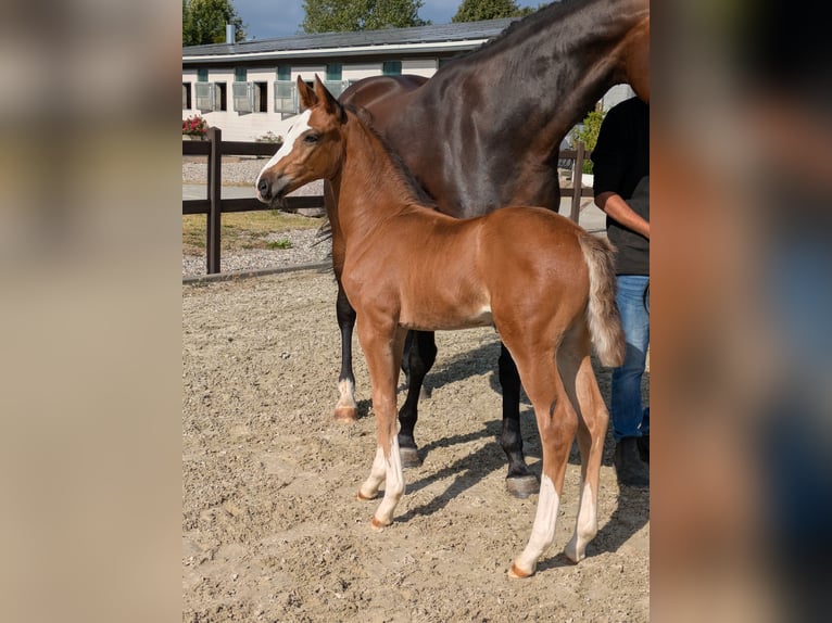 Holstein Mare Foal (01/2025) Brown in Wangels