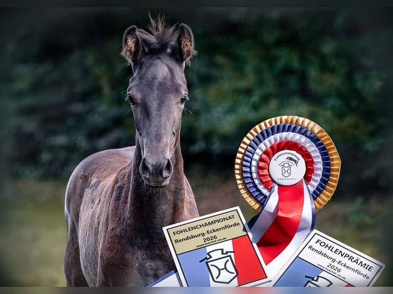 Holstein Mare Foal (05/2026) Can be white in Owschlag