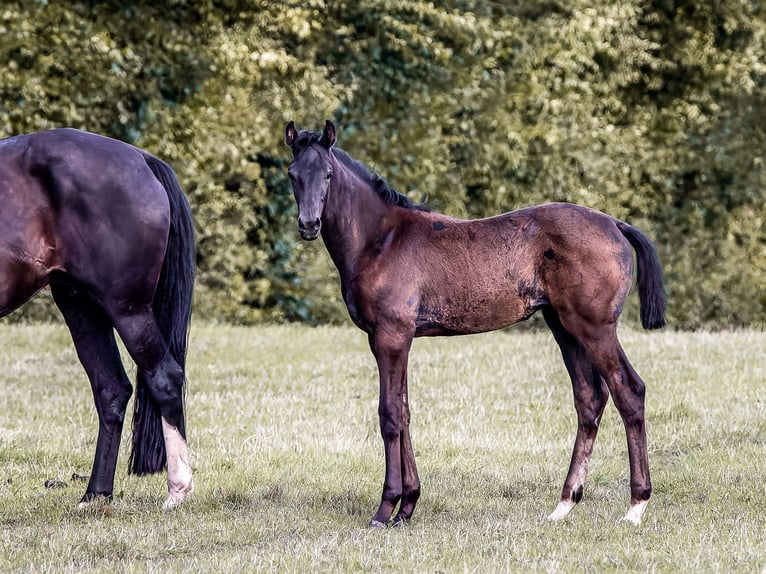 Holstein Mare Foal (05/2026) Can be white in Owschlag