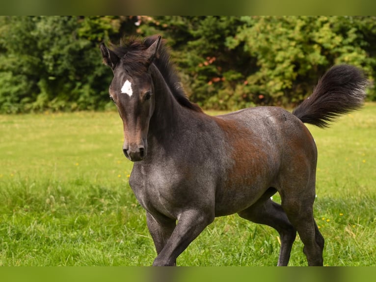 Holstein Mare Foal (04/2025) Can be white in Bunsoh