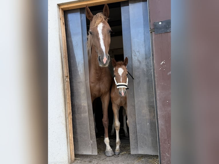 Holstein Mare Foal (04/2026) Can be white in Schwandorf