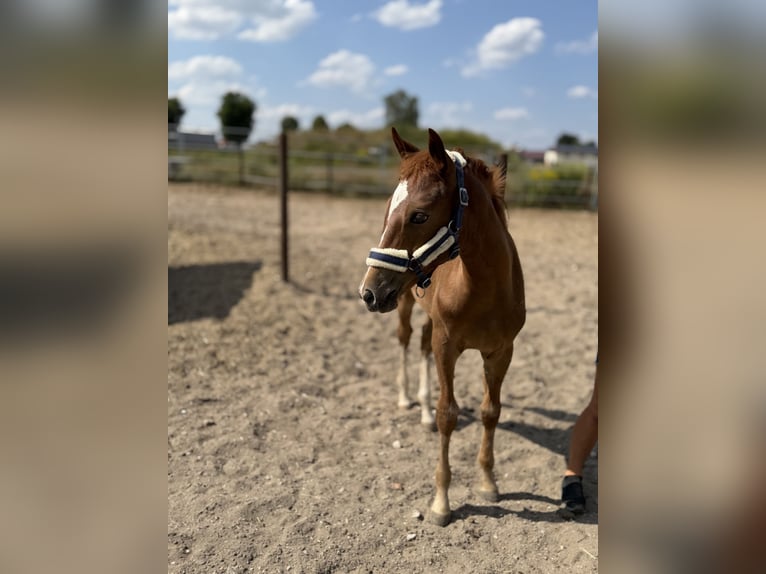 Holstein Mare Foal (04/2026) Can be white in Schwandorf