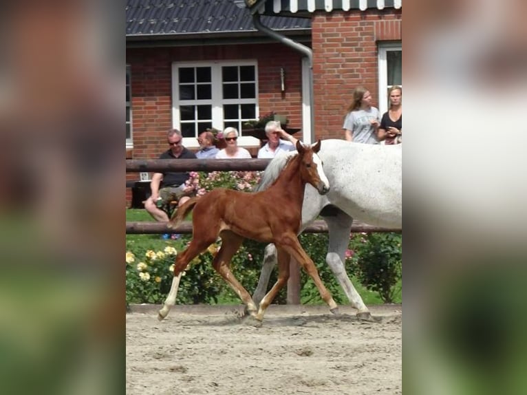 Holstein Mare Foal (06/2023) Can be white in Herzhorn