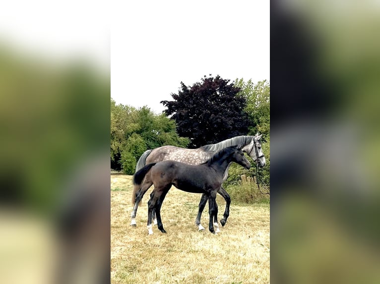 Holstein Mare Foal (01/2025) Can be white in Moringen Holstein Mare Foal (01/2025) Can be white in Moringen