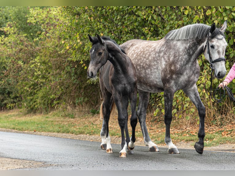 Holstein Mare Foal (01/2025) Can be white in Moringen Holstein Mare Foal (01/2025) Can be white in Moringen